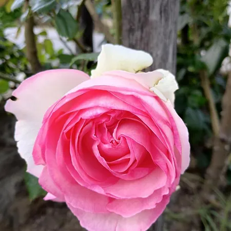 Tatil Evi House Ida *